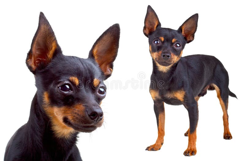 Chien terrier de jouet russe photos stock Chien terrier de jouet russe photos stock