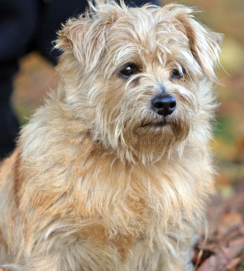 Chien terrier de Norfolk image stock. Image du chiens 8413865