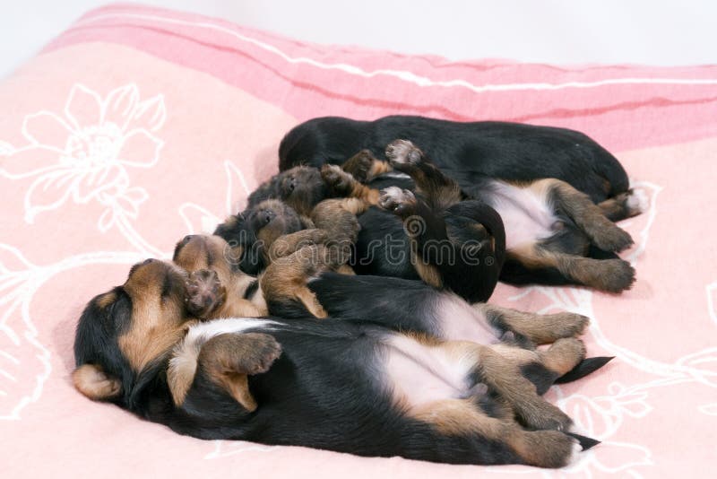 A litter of five cute black dog puppies lying together on their backs and sleeping peacefully on a pink blanket. A litter of five cute black dog puppies lying together on their backs and sleeping peacefully on a pink blanket