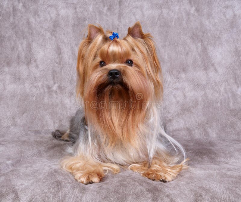Chien terrier de Yorkshire photographie stock Chien terrier de Yorkshire photographie stock