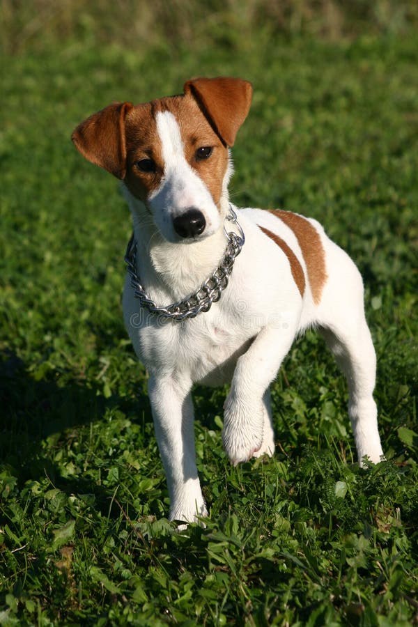Chien terrier mignon de Russel de plot photo stock Chien terrier mignon de Russel de plot photo stock