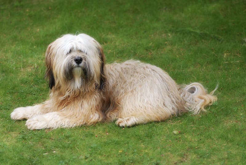 Chien terrier tibétain image stock Chien terrier tibétain image stock