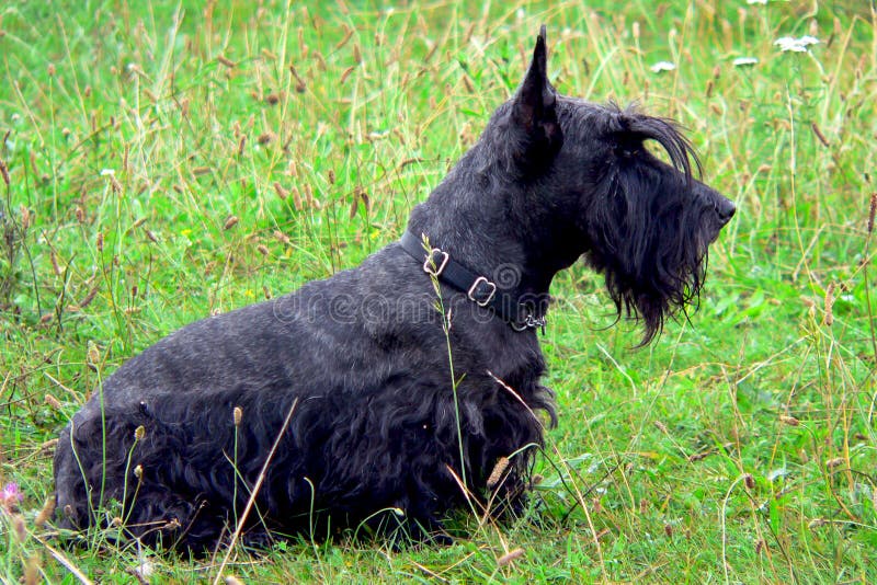 Chien terrier écossais 01 photos stock Chien terrier écossais 01 photos stock