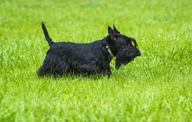 Chien terrier écossais Terrier écossais posant sur l'herbe verte dans images libres de droits Chien terrier écossais Terrier écossais posant sur l'herbe verte dans images libres de droits