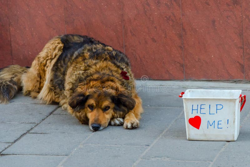 Chien triste photos stock Chien triste photos stock