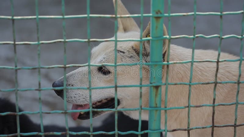 Chien égaré ou chien abandonné dans la cage