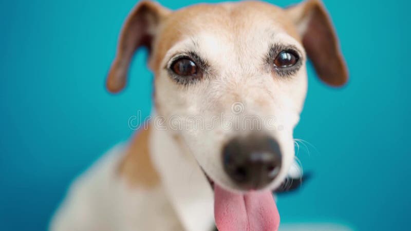 Chien élégant avec le lien et fin intellectuelle vers le haut du portrait. Lumineux fond bleu.. banque de vidéos