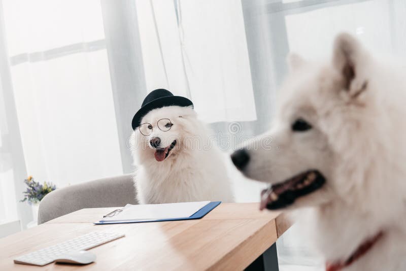 Chiens d'affaires dans le bureau photo libre de droits Chiens d'affaires dans le bureau photo libre de droits
