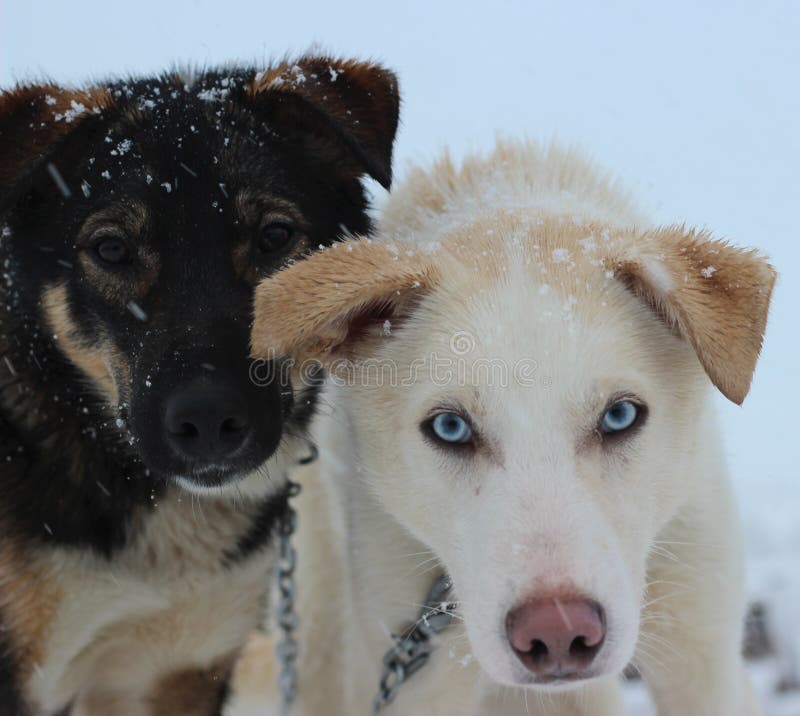 Chiens d'Alaska de Husky Sled image stock