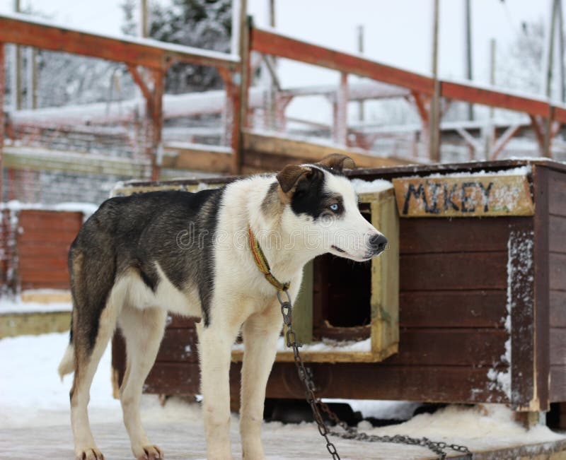 Chiens d'Alaska de Husky Sled images stock
