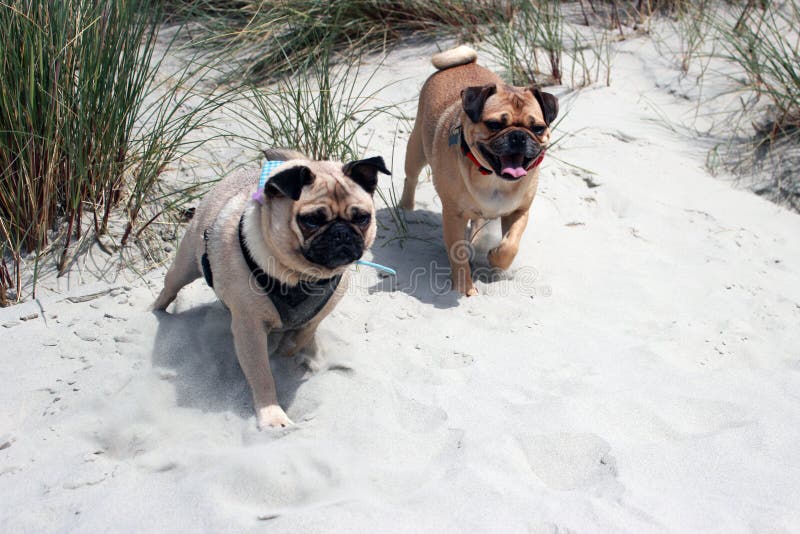 Chiens de roquet sur une plage explorant photos libres de droits Chiens de roquet sur une plage explorant photos libres de droits