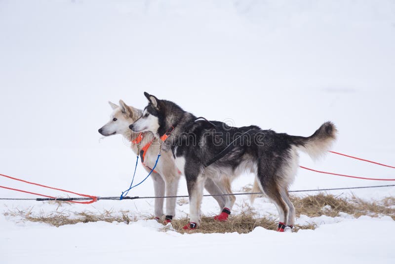 Chiens de traîneau enroués d'Alaska attendant une traction de traîneau Sport de chien en hiver Chiens devant la course de chien d image stock