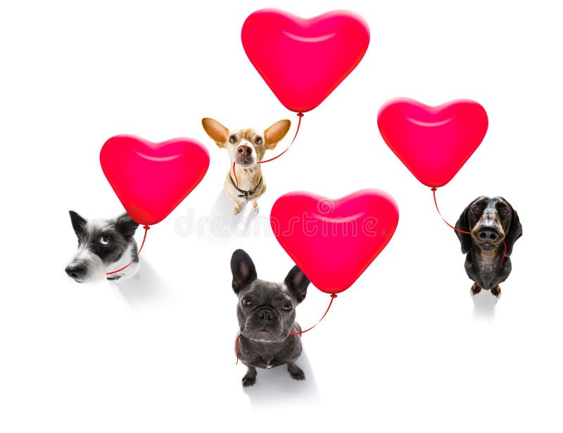 Chiens de valeintines de joyeux anniversaire photographie stock Chiens de valeintines de joyeux anniversaire photographie stock