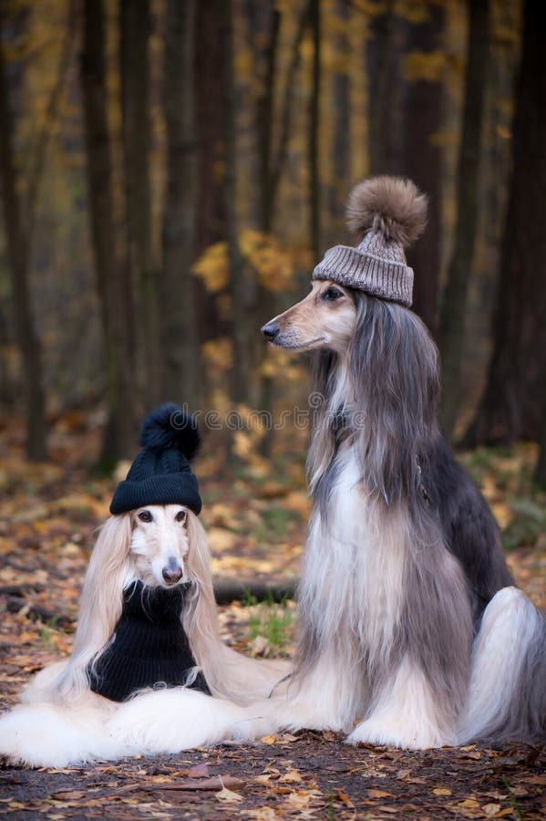 Chien Drole Levrier Afghan Tres Mignon Dans Chapeau Et Echarpe Image Stock Image Du Escomptes Crabot Chien Drole Levrier Afghan Tres Mignon Dans Chapeau Et Echarpe Image Stock Image Du Escomptes Crabot