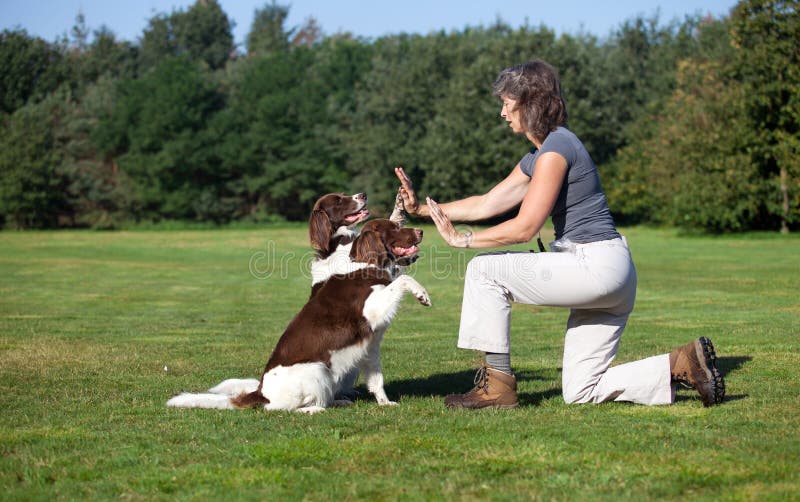 Chiens donnant la haute cinq à la femme photographie stock Chiens donnant la haute cinq à la femme photographie stock