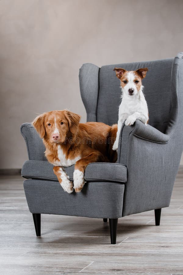 Chiens Jack Russell Terrier et chien Nova Scotia Duck Tolling Retriever photographie stock libre de droits Chiens Jack Russell Terrier et chien Nova Scotia Duck Tolling Retriever photographie stock libre de droits