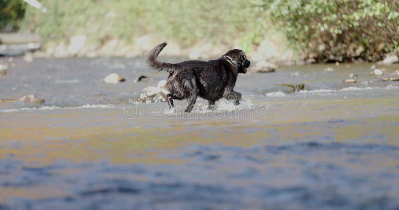 Chiens labrador mignons en plein air