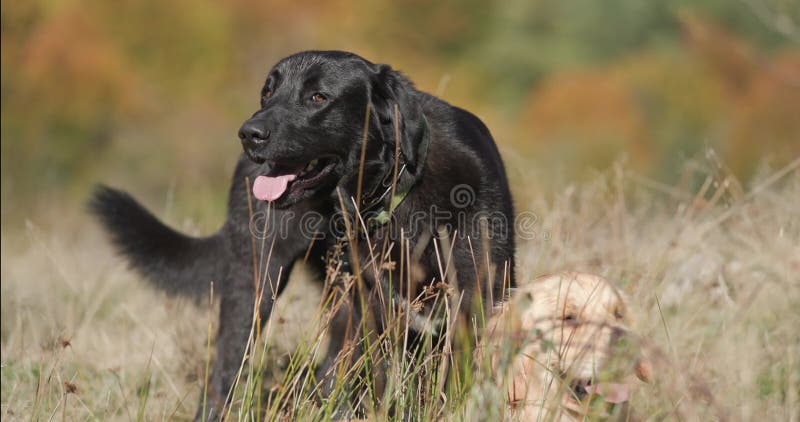 Chiens labrador mignons en plein air