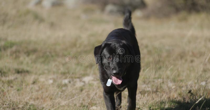 Chiens labrador mignons en plein air