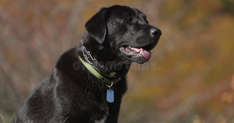 Chiens labrador mignons en plein air