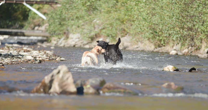 Chiens labrador mignons en plein air