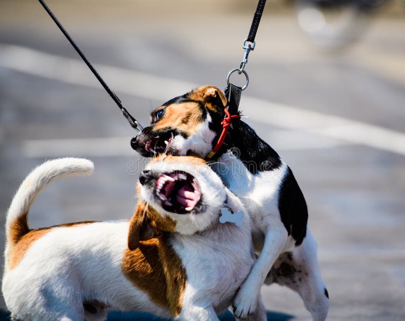 chiens ?motifs dr?les jouant sur une promenade image stock chiens ?motifs dr?les jouant sur une promenade image stock