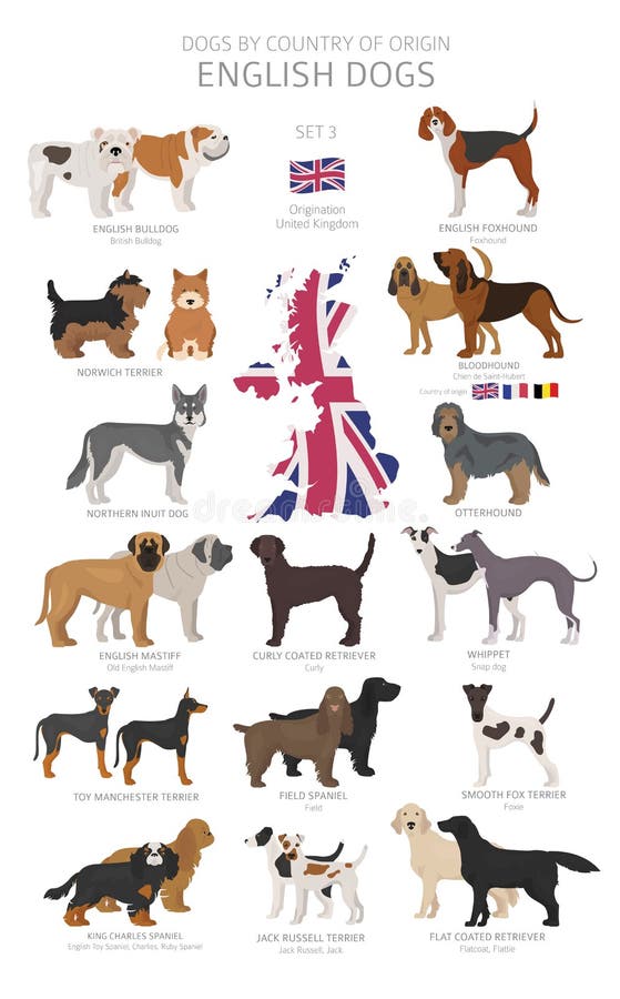 Dogs by country of origin. English dog breeds. Shepherds, hunting, herding, toy, working and service dogs  set.  Vector illustration. Dogs by country of origin. English dog breeds. Shepherds, hunting, herding, toy, working and service dogs  set.  Vector illustration