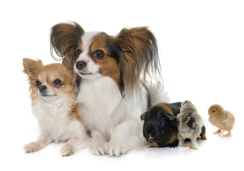Chiens, poussins et cobaye photos stock Chiens, poussins et cobaye photos stock