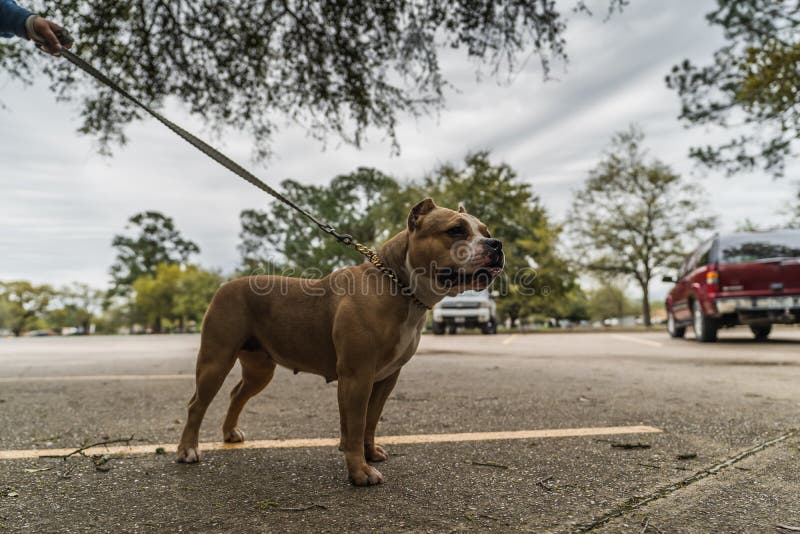 Chiens am?ricains heureux de despote au printemps photos libres de droits Chiens am?ricains heureux de despote au printemps photos libres de droits