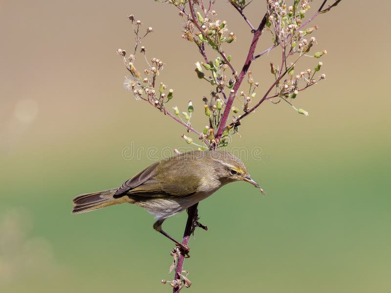 Chiffchaff på blomningsgrenen med insekt royaltyfria bilder