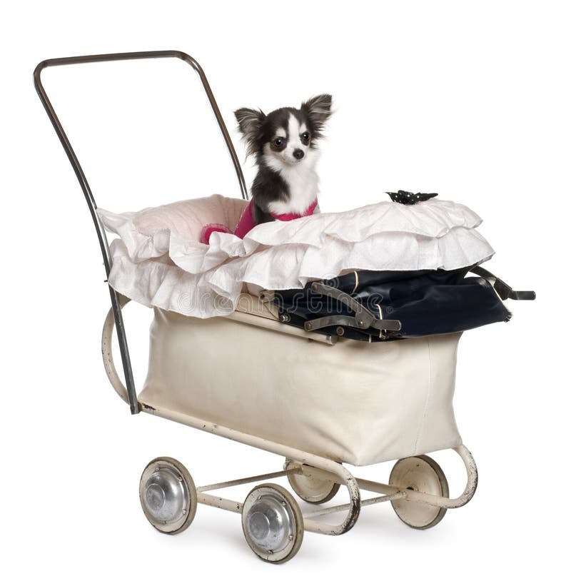 Chihuahua, 1 Einjahres, im Schätzchen-Spaziergänger lizenzfreies stockfoto Chihuahua, 1 Einjahres, im Schätzchen-Spaziergänger lizenzfreies stockfoto