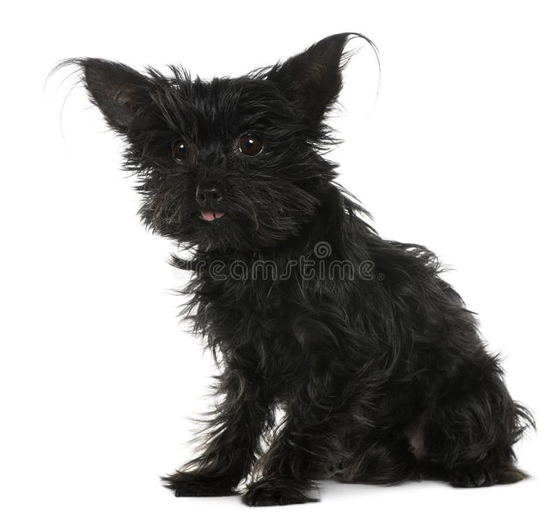 Chihuahua, 11 años, con el pelo tousled imagen de archivo Chihuahua, 11 años, con el pelo tousled imagen de archivo