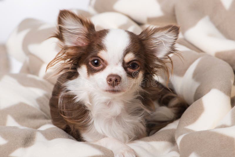 Chihuahua Dog Lying on a Blanket Stock Image Image of little, lying