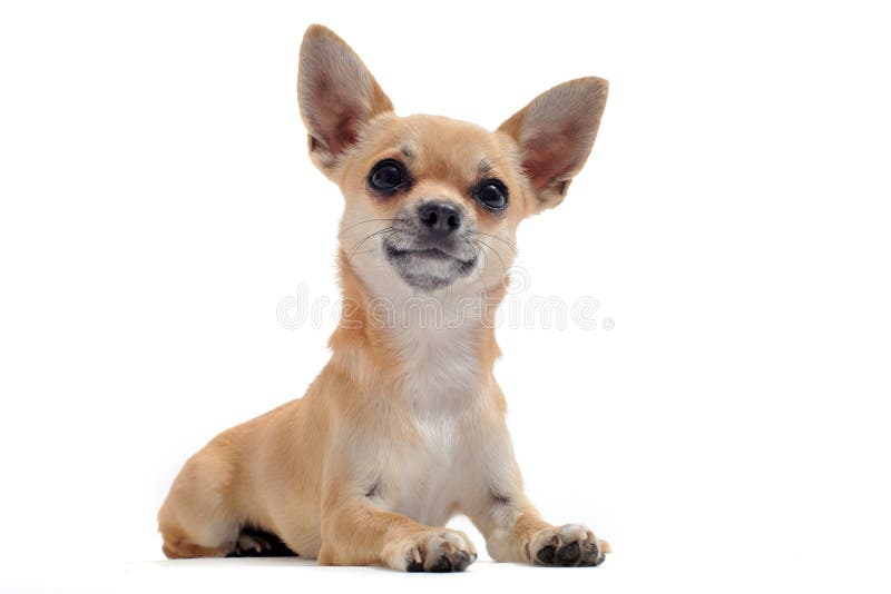 Download Chihuahua arkivfoto. Bild av angus, hår, gulligt, vitt - 19785372