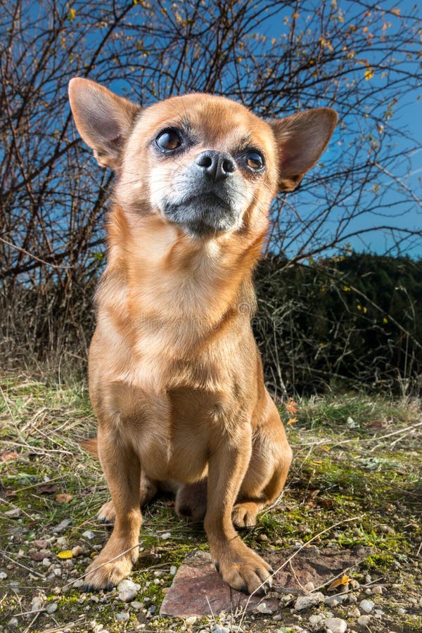 Chihuahua royalty-vrije stock afbeeldingen Chihuahua royalty-vrije stock afbeeldingen