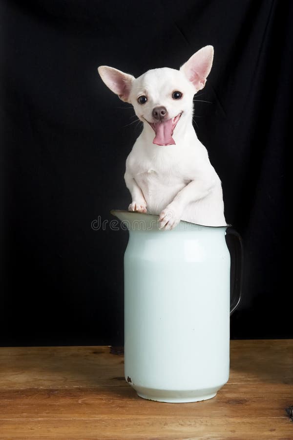 A male Chihuahua in a retro pitcher.