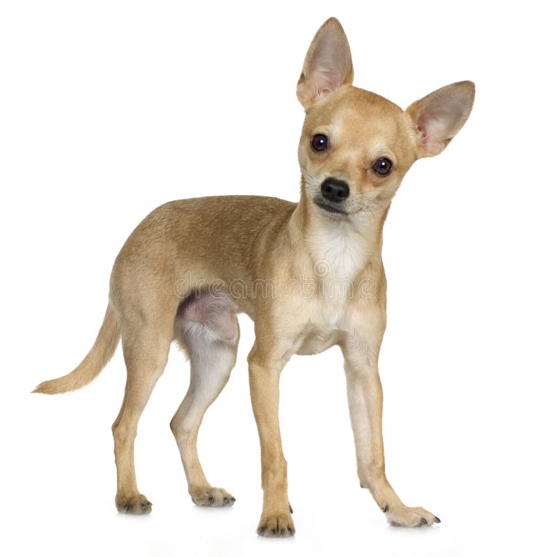 Chihuahua (9 meses)
