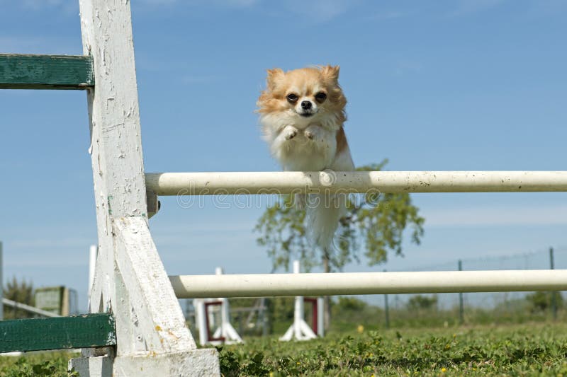 Chihuahua in agility stock image. Image of training, animal 53236543