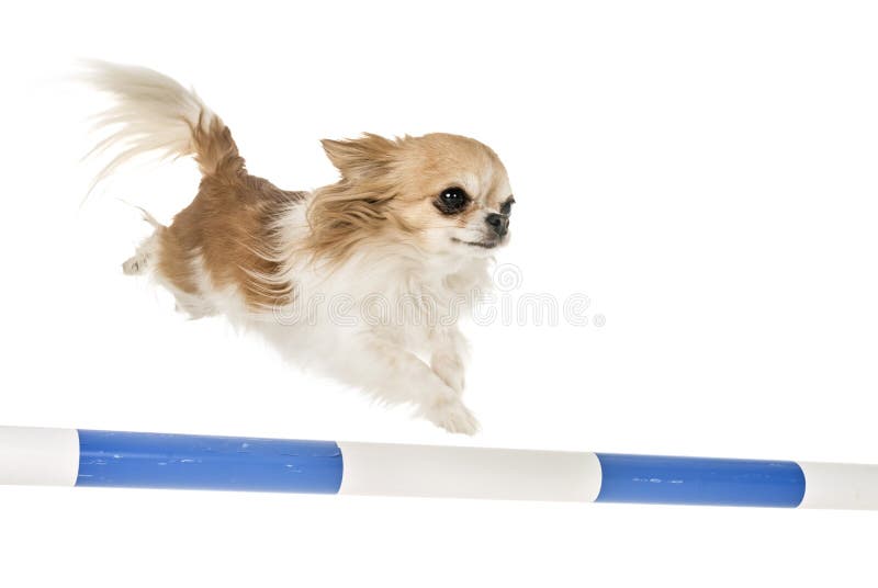 chihuahua agility training