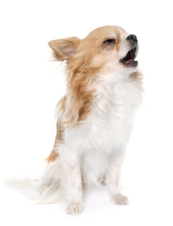 Barking chihuahua stock image. Image of cute, field, chihuahua 22399331