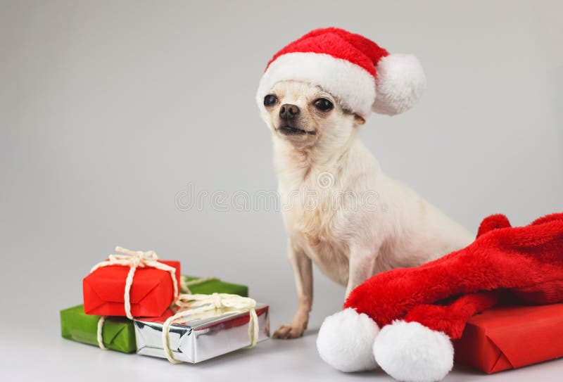 court aux cheveux chien carte de Noël Chihuahua