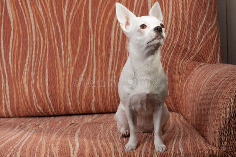 Chihuahua blanca que se sienta en el sofá, 3 años femeninos foto de archivo libre de regalías Chihuahua blanca que se sienta en el sofá, 3 años femeninos foto de archivo libre de regalías