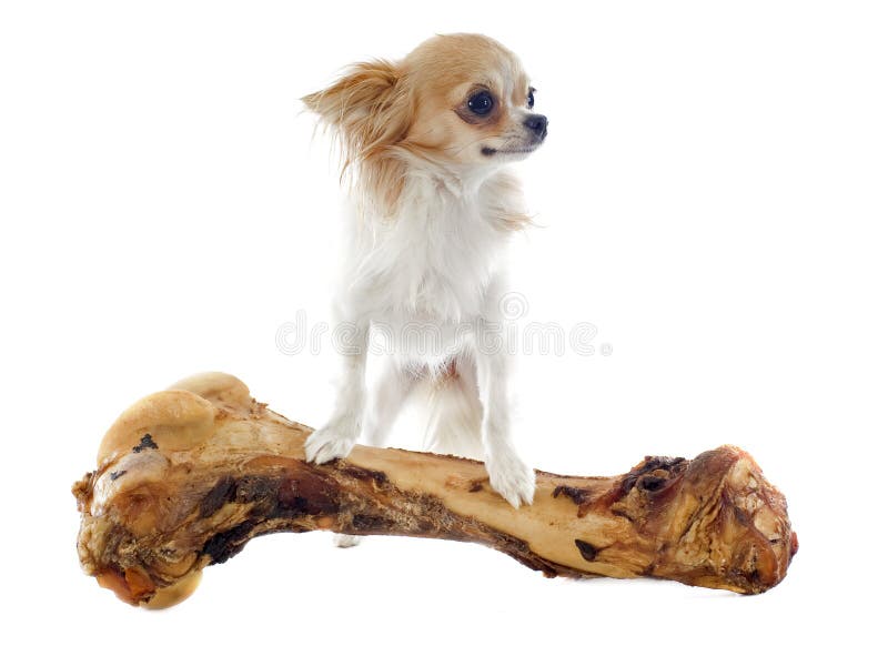 chihuahua bones