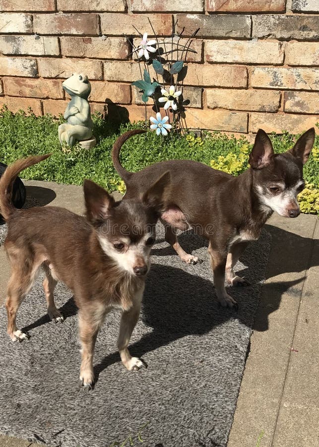 Chihuahua Brothers Forever Friends royalty free stock photography Chihuahua Brothers Forever Friends royalty free stock photography