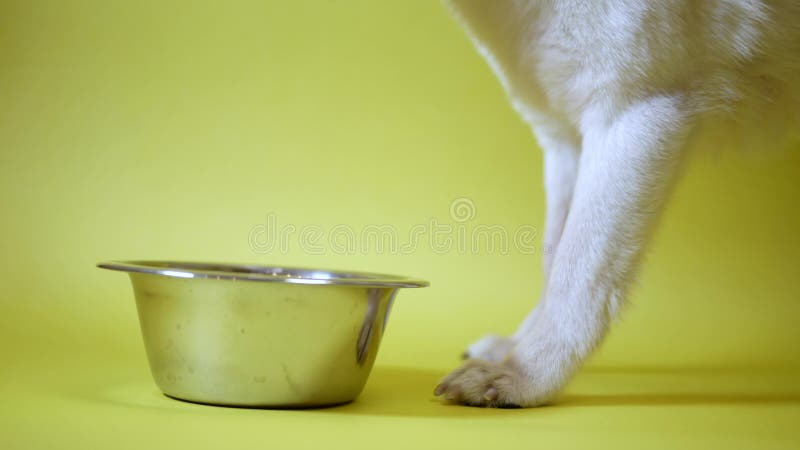 Chihuahua chien manger de la nourriture du bol. bol de nourriture en boule. repas sain pour animaux de compagnie. isolé sur fond j