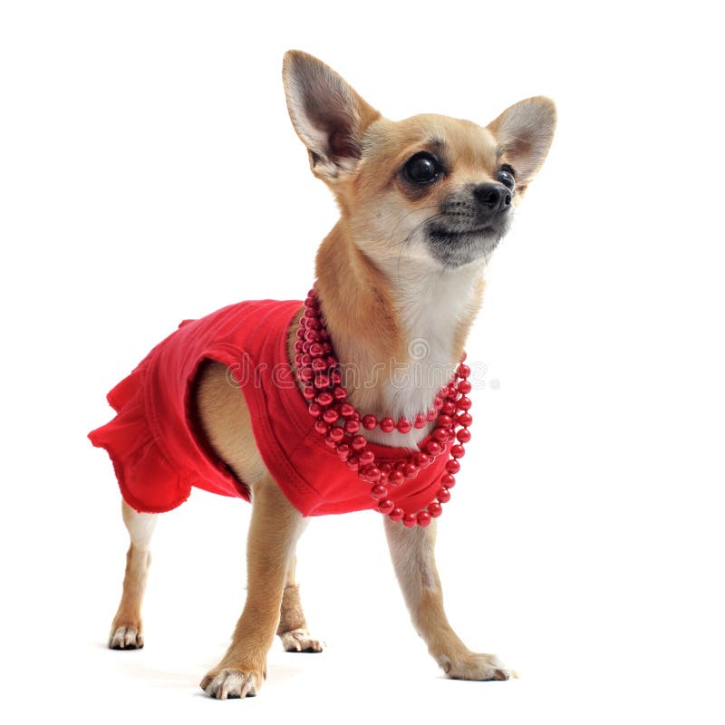 Chihuahua with clothes stock photo. Image of little, clothes 19785598
