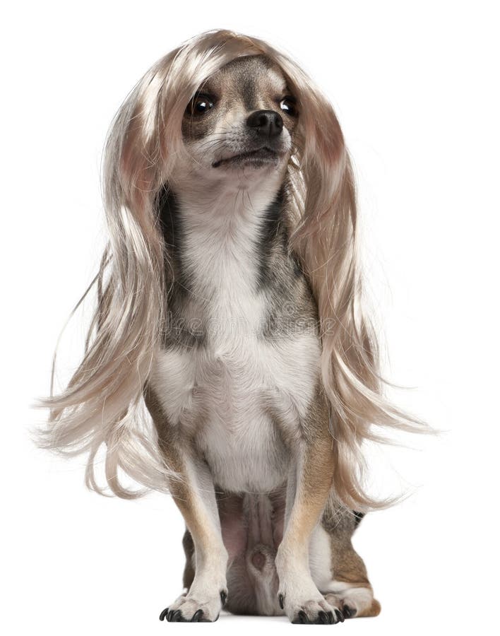 Chihuahua com a peruca longa do cabelo, 3 anos velha