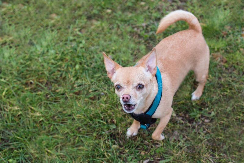 Chihuahua stock image. Image of cute, dogs, grass, barking - 49141491