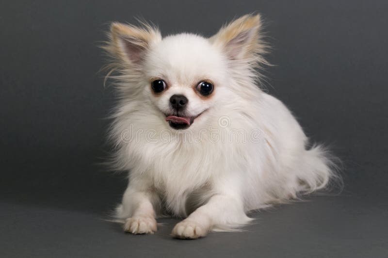 Chihuahua de cabelos compridos imagens de stock royalty free