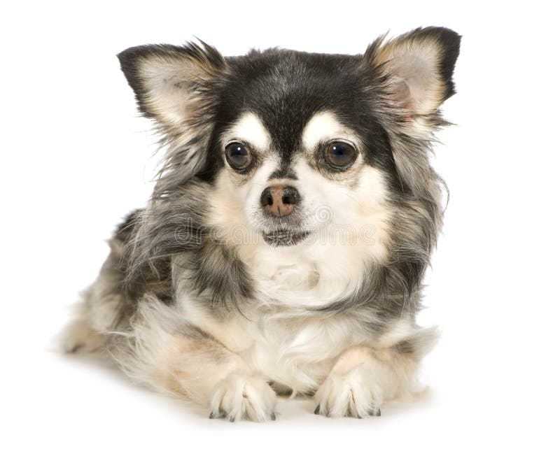 Chihuahua de cabelos compridos (11 anos) foto de stock royalty free